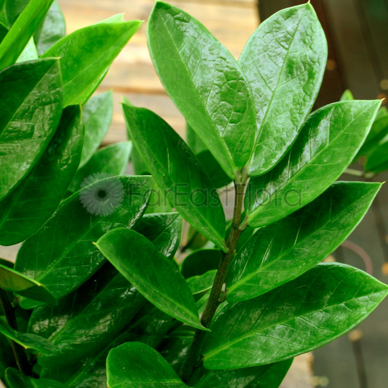 Zamioculcas