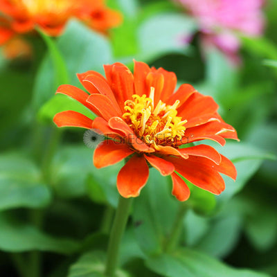 Zinnia closeup Orange