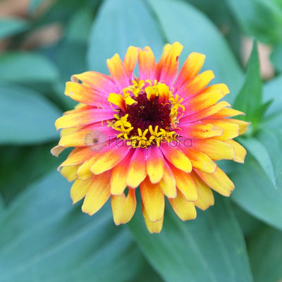 Zinnia closeup pink-yellow mix