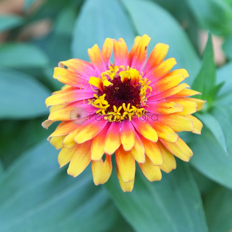 Zinnia closeup pink-yellow mix