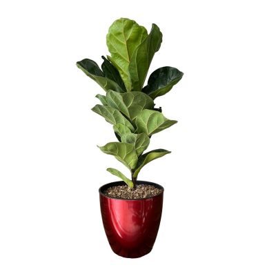 Ficus Lyrata Bambino in LU-1 Red Pot (Ø18xH17cm)