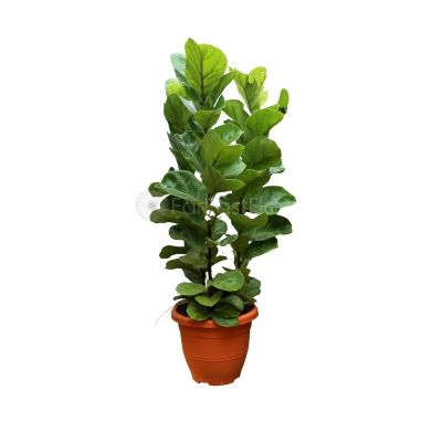 Ficus Lyrata Bambino (P31c)