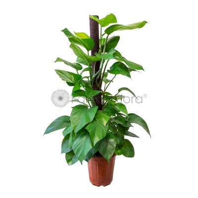 Money Plant with Moss Stick 4ft (P28c)