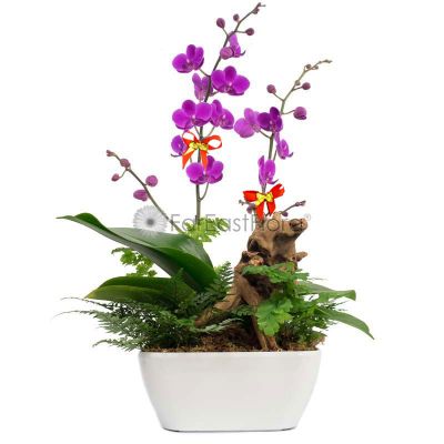Phalaenopsis Orchid 'Purple' in HG-3198A White Pot (L22xW22xH10cm)