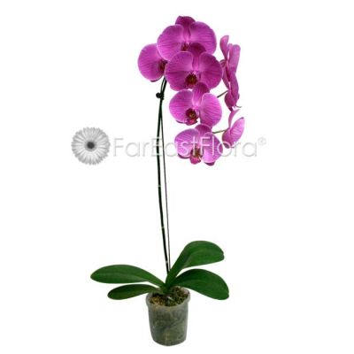 Phalaenopsis Orchid Single Stalk Big Flower (Pbag)
