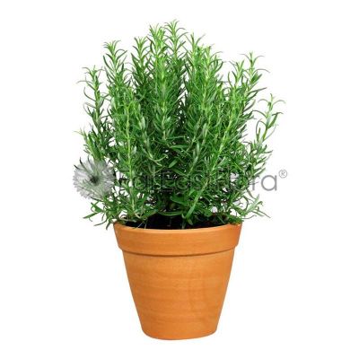Rosemary In Pot
