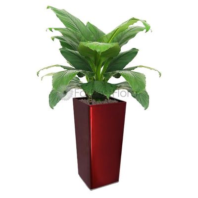 Spathiphyllum Sensation 'Peace Lily' In Pot