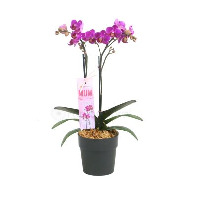 Mother's Day Phalaenopsis Gift In Black Pot