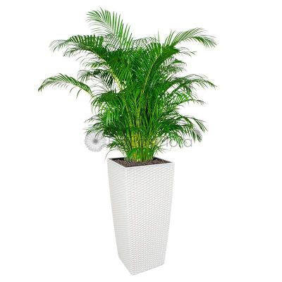 Yellow Palm In Plantplus Pot
