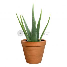 Aloe Vera In Pot