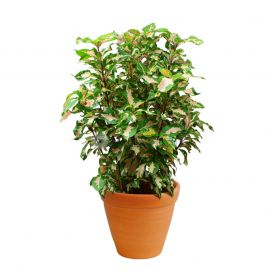 Graptophyllum Pictum in Pot