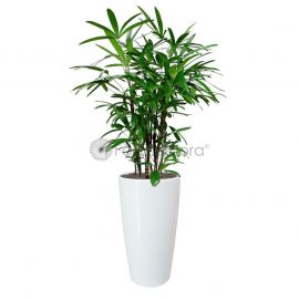 Rhapis Exceisa 'Lady Palm' In Pot