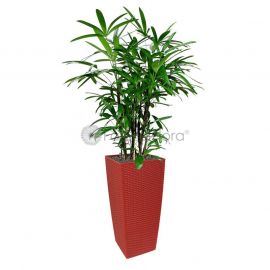 Rhapis Excelsa 'Lady Palm' In TB-04 Pot Red