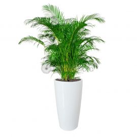 Yellow Palm In Pot
