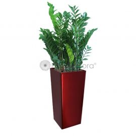 Zamioculcas Zamiifolia In GQ4 Pot Red