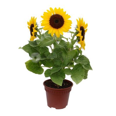 Sunflower "Helianthus" (P15c)