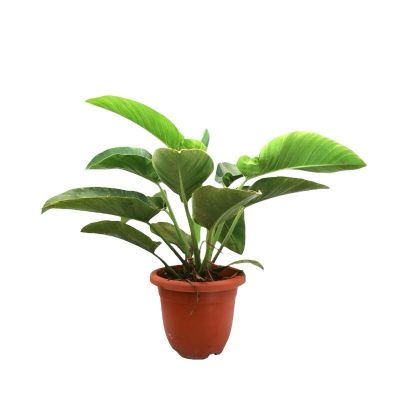 Philodendron Congo Green (P31c)