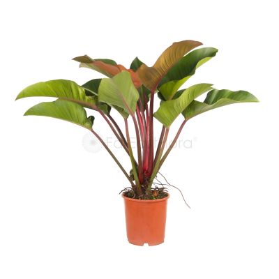 Philodendron Congo Red (P24c)