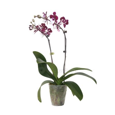 Phalaenopsis Double Stalk - Santa Claus (Pbag)