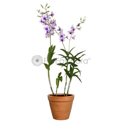 Dendrobium Mix Orchid In Pot