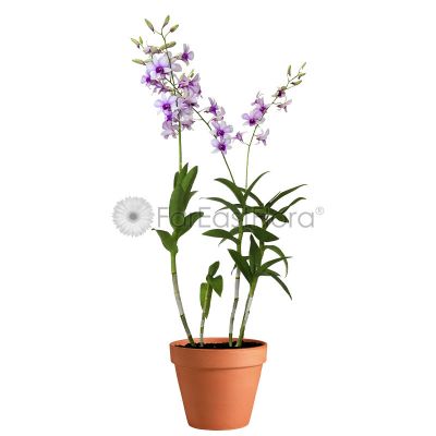 Dendrobium Mix Orchid In Pot