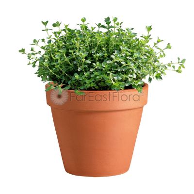Thyme In Pot