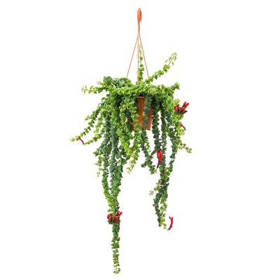 Aeschynanthus Lipstick ‘Curly’ Hanging (P15c)