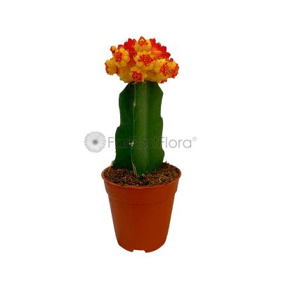 Cactus Grafted Mixed (P5.5c)