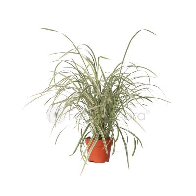 Carex Variegated (P15c)