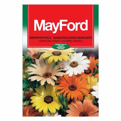 Mayford Seeds Dimorphotheca - African Daisy Hybird