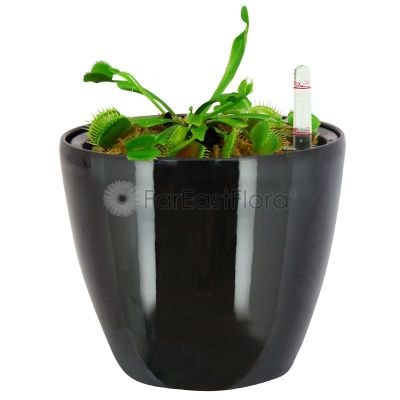 Dionaea in Pot