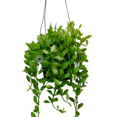 Dischidia Green in hanging pot (P10c)