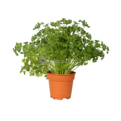 Parsley Italy (P15c)