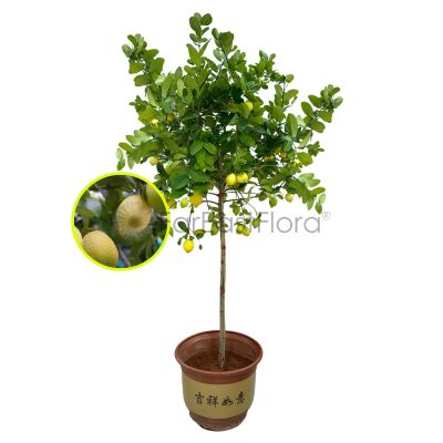 Lemon Tree '长寿' 柠檬 (H1.8m-2.0m) in 18" Bonsai Pot