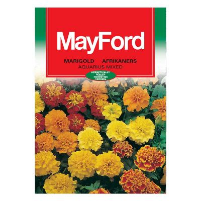 Mayford Seeds Marigold - Aquarius Double Mixed