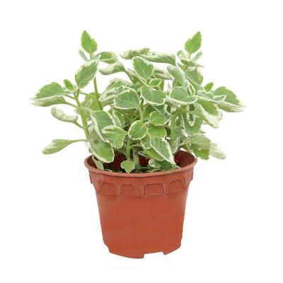 Mexican Mint Variegated (P15c)