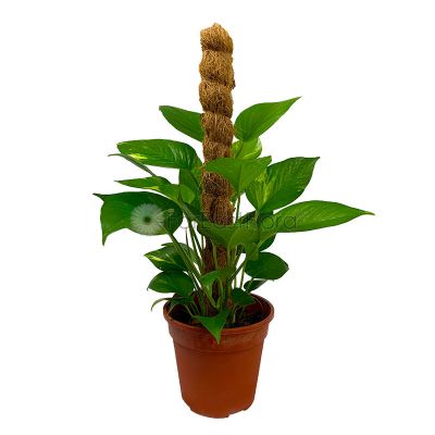 Money Plant with Moss Stick 2FT (P15c)