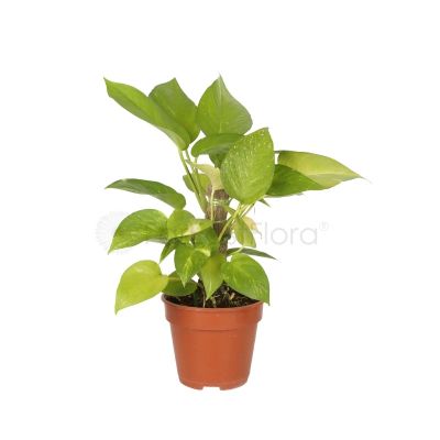 Money Plant with Stick 1ft