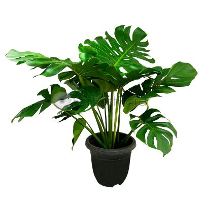 Monstera Deliciosa (P32c)