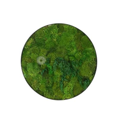 Moss Wall Art With Plant - Round 0051 (Ø60cm)