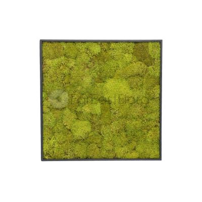 Moss Wall Art - Square 010 (L60xH60cm)