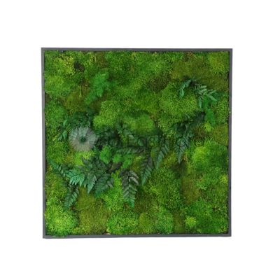 Moss Wall Art With Plant - Square 0101 (L60xH60cm)