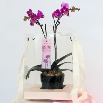 Mother's Day Phalaenopsis Gift In Black Pot