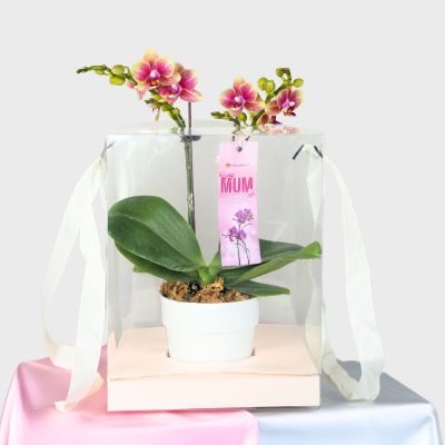 Mother's Day Phalaenopsis Gift In White Pot