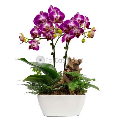 Phalaenopsis Orchid 'Purple-White' in HG-3198A Pot (L22cmxW22cmxH10cm) - White