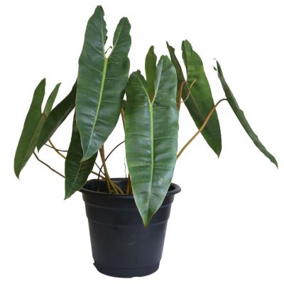 Philodendron Billietiae (P28c)