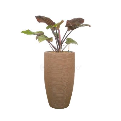 Philodendron Black Congo in Vasar TCRI PV M70CBW Pot - Brown