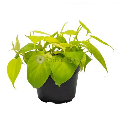 Philodendron Gold (P12c)