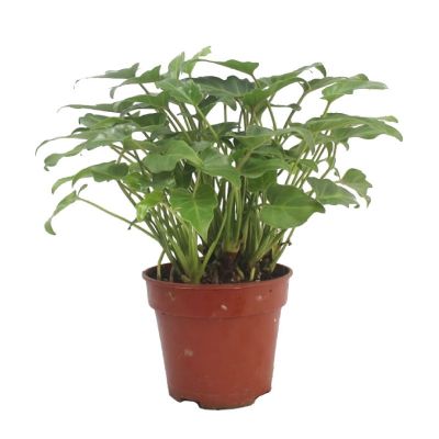 Philodendron Xanadu (P15c)