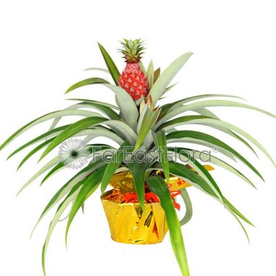 Pineapple in Gold Cover Pot